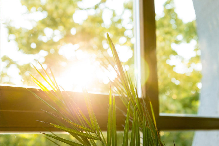 sun shining through window plant humidity heat